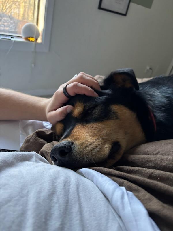 Enlarge Kai, a Adoptable mixed breed in Fayetteville, AR image 3/6