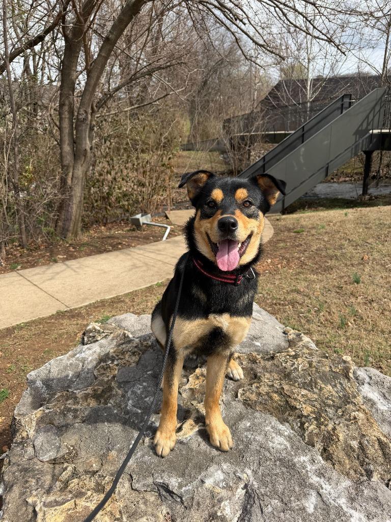 Enlarge Kai, a Adoptable mixed breed in Fayetteville, AR image 5/6