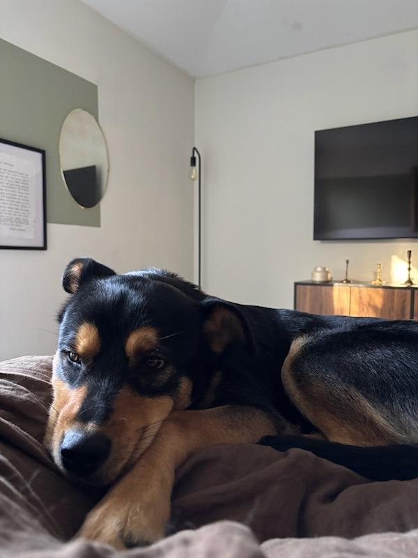 Enlarge Kai, a Adoptable mixed breed in Fayetteville, AR image 6/6