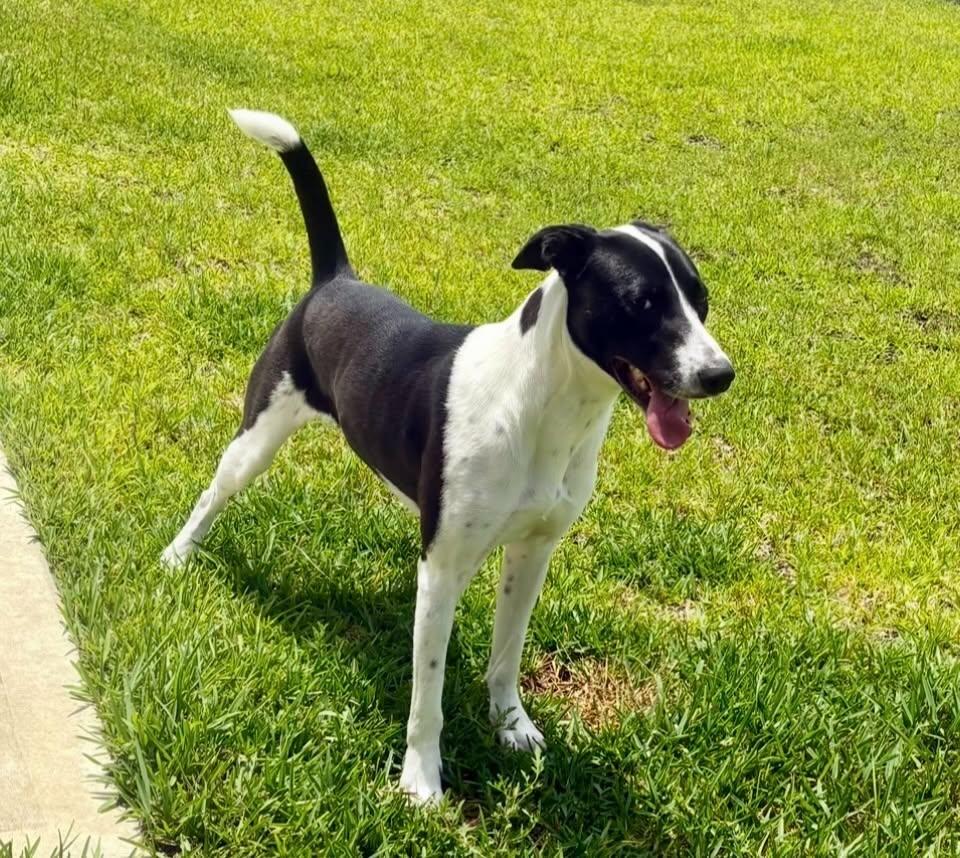 Enlarge CANDY, a Adoptable mixed breed in Brewster, NY image 4/6