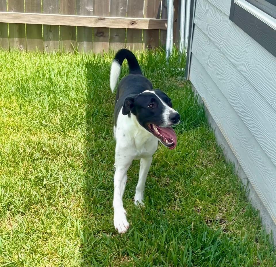Enlarge CANDY, a Adoptable mixed breed in Brewster, NY image 2/6