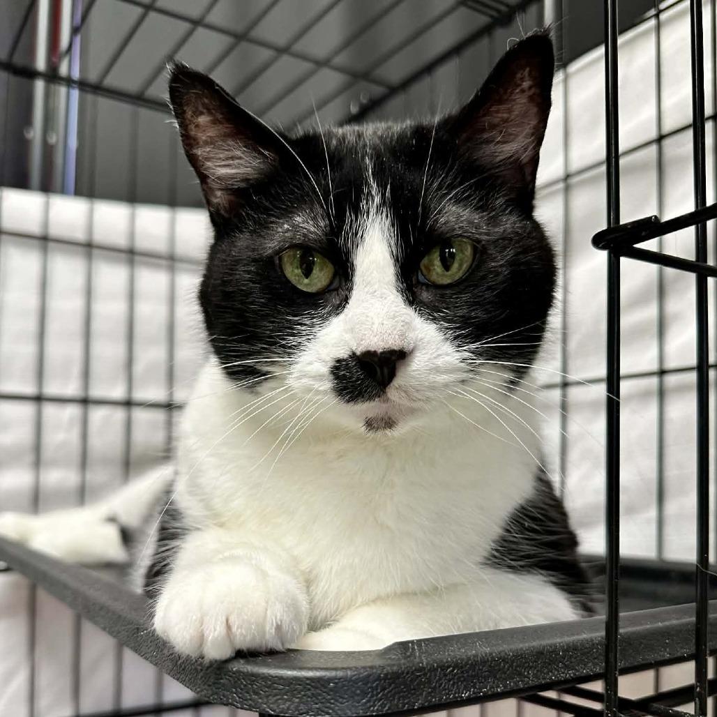 Samantha- Washington Petsmart, Adoptable, Senior Female Domestic Short Hair.