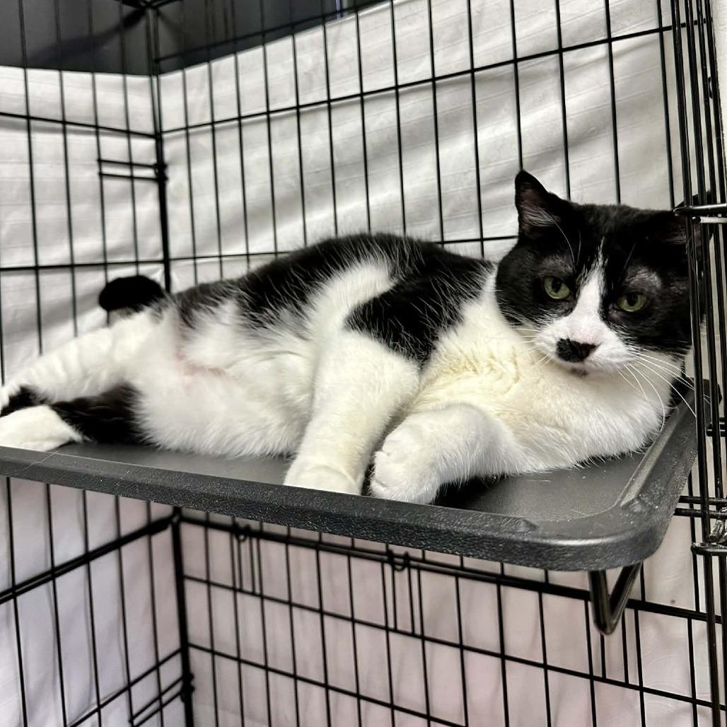 Enlarge Samantha- Washington Petsmart, a Adoptable Domestic Short Hair in Union, MO image 2/3