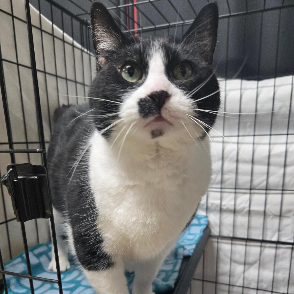 Enlarge Samantha- Washington Petsmart, a Adoptable Domestic Short Hair in Union, MO image 3/3