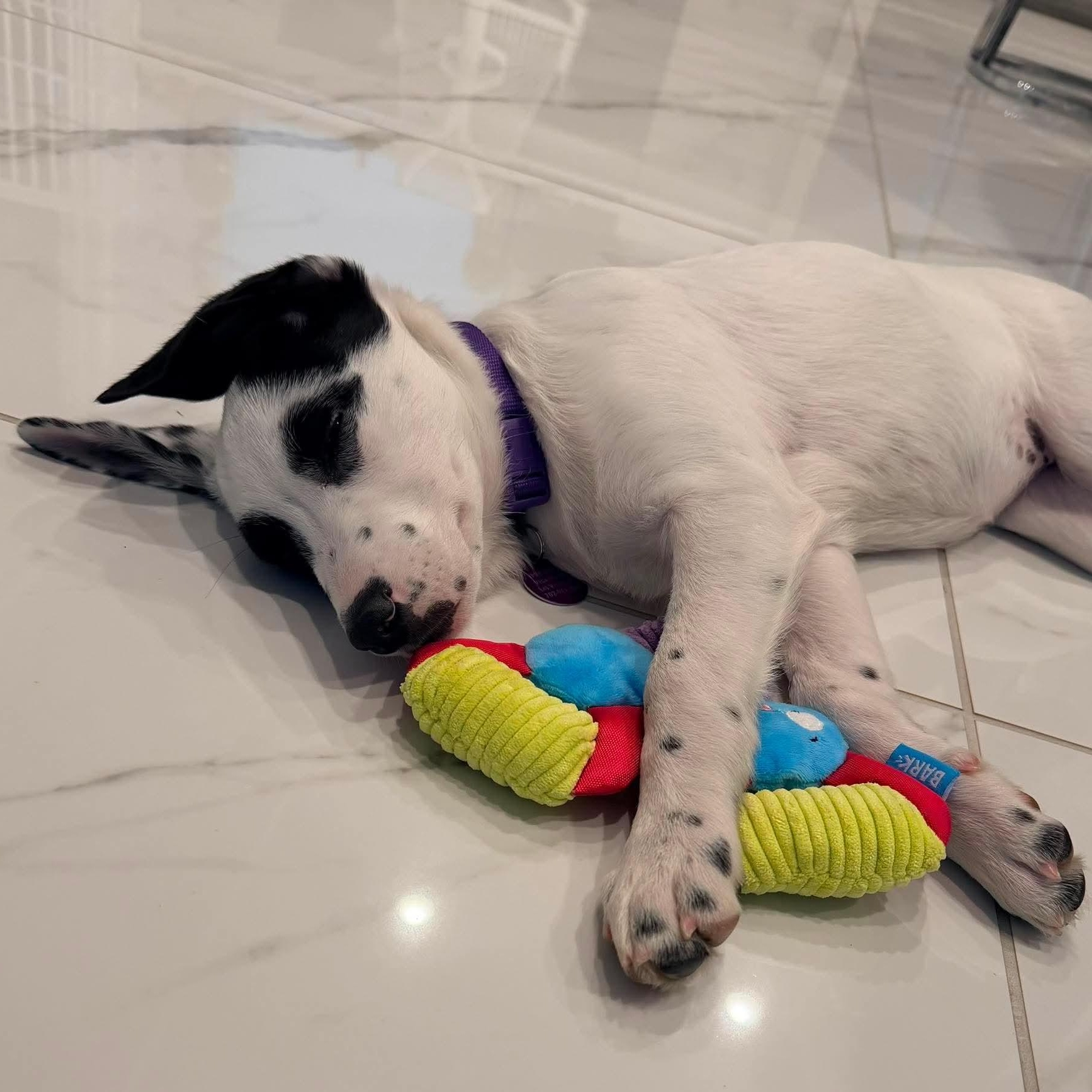 Ashoka, a ADOPTABLE mixed breed in Las Vegas, NV image 3/4