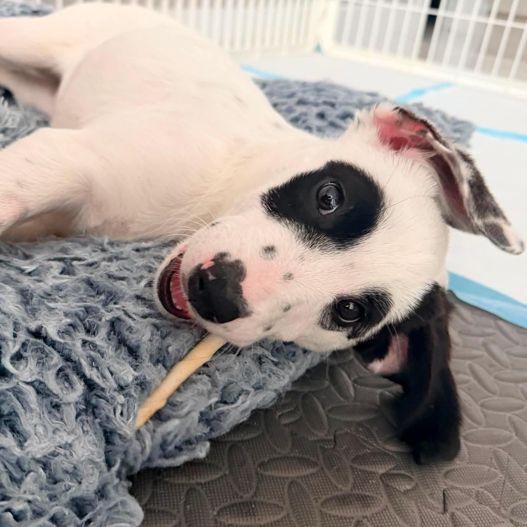 Ashoka, ADOPTABLE, Puppy Female Australian Cattle Dog / Blue Heeler & Labradoodle.