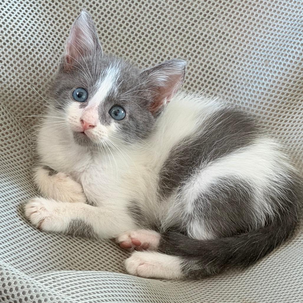 Enlarge Otto, a Adoptable Domestic Short Hair in Jupiter, FL image 1/6