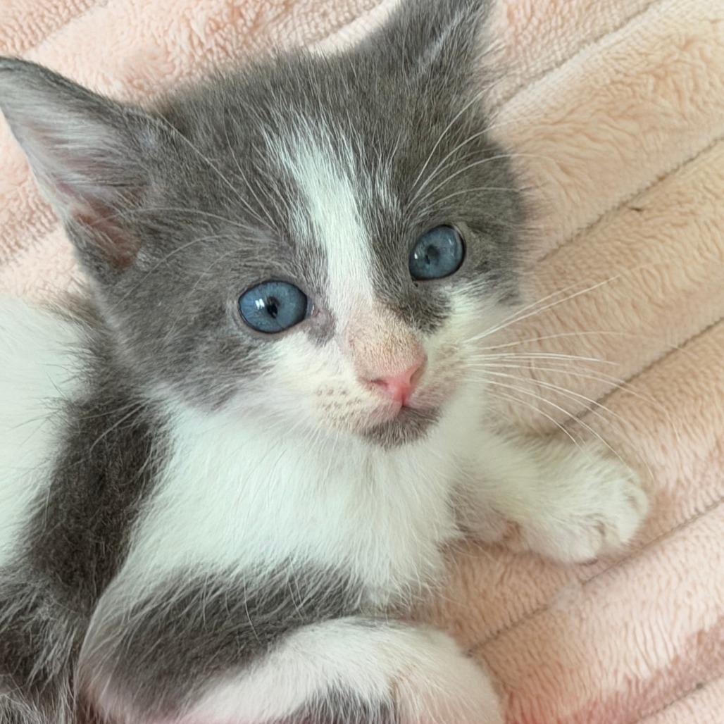 Enlarge Otto, a Adoptable Domestic Short Hair in Jupiter, FL image 3/6