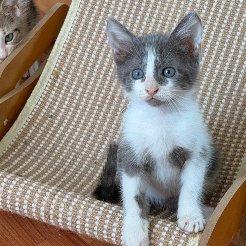 Enlarge Otto, a Adoptable Domestic Short Hair in Jupiter, FL image 4/6