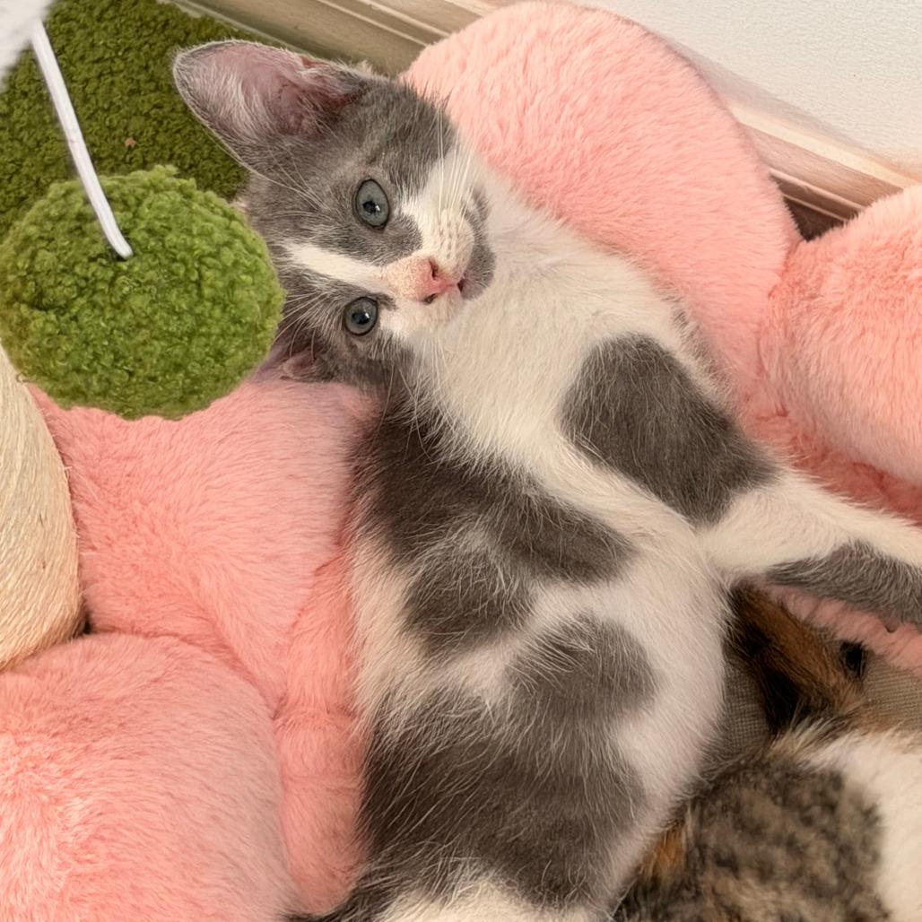 Enlarge Otto, a Adoptable Domestic Short Hair in Jupiter, FL image 5/6
