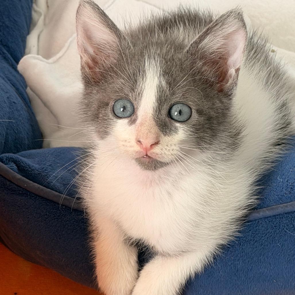 Enlarge Otto, a Adoptable Domestic Short Hair in Jupiter, FL image 6/6