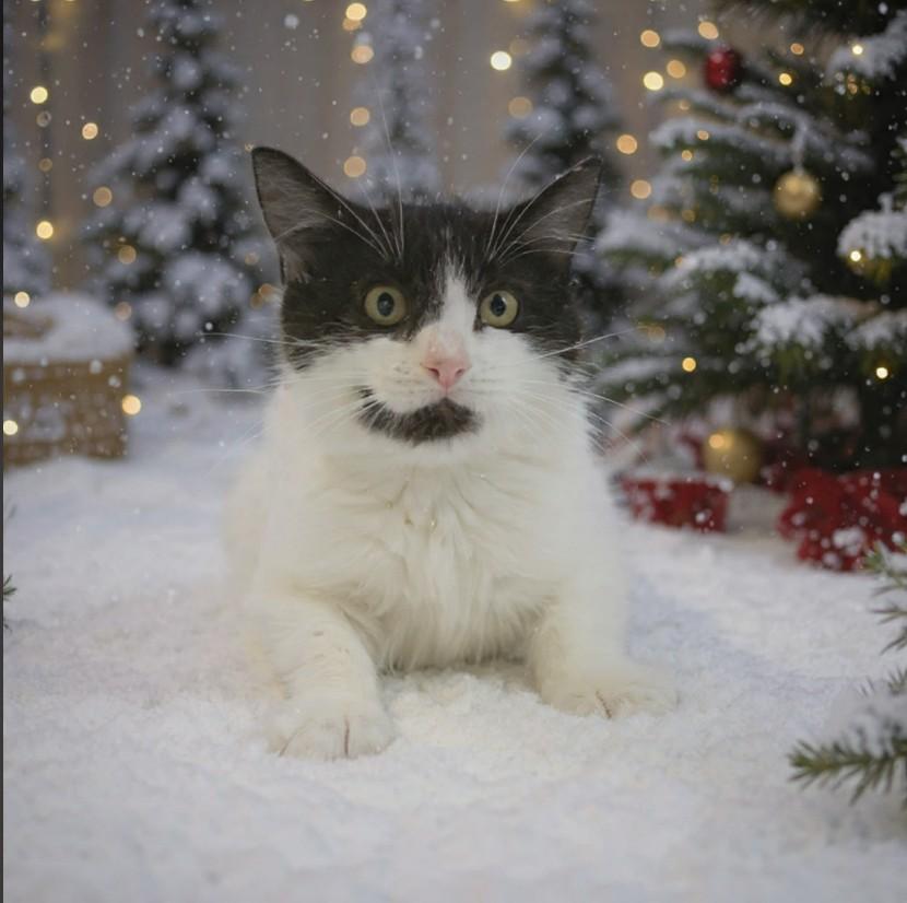 Enlarge CLOVER - FFPR, an adopted Domestic Short Hair in Walnut Creek, CA image 1/1