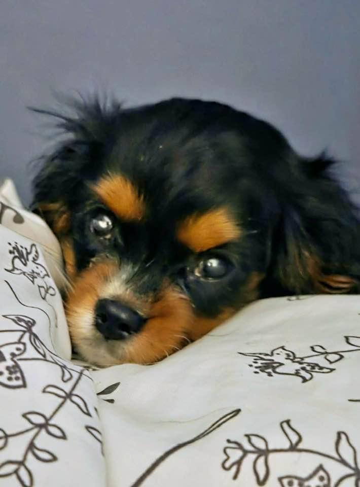 Kit Kat, Adoptable, Puppy Female Cavalier King Charles Spaniel.