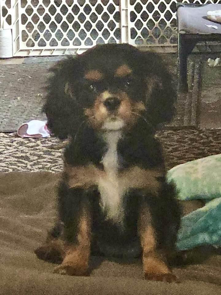 Enlarge Kit Kat, a Adoptable Cavalier King Charles Spaniel in Lee's Summit, MO image 2/3