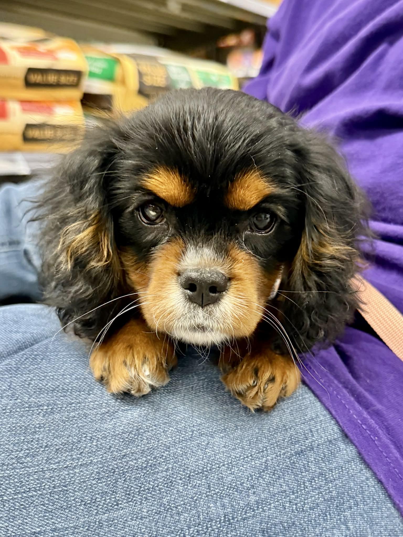 Enlarge Kit Kat, a Adoptable Cavalier King Charles Spaniel in Lee's Summit, MO image 3/3