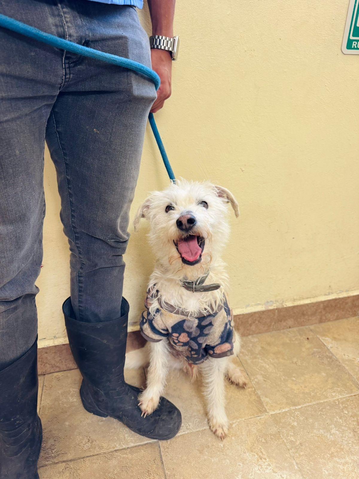 Enlarge Max, an adopted mixed breed in Hilton, NY image 1/3