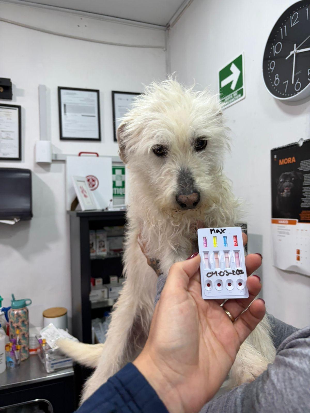 Enlarge Max, an adopted mixed breed in Hilton, NY image 2/3