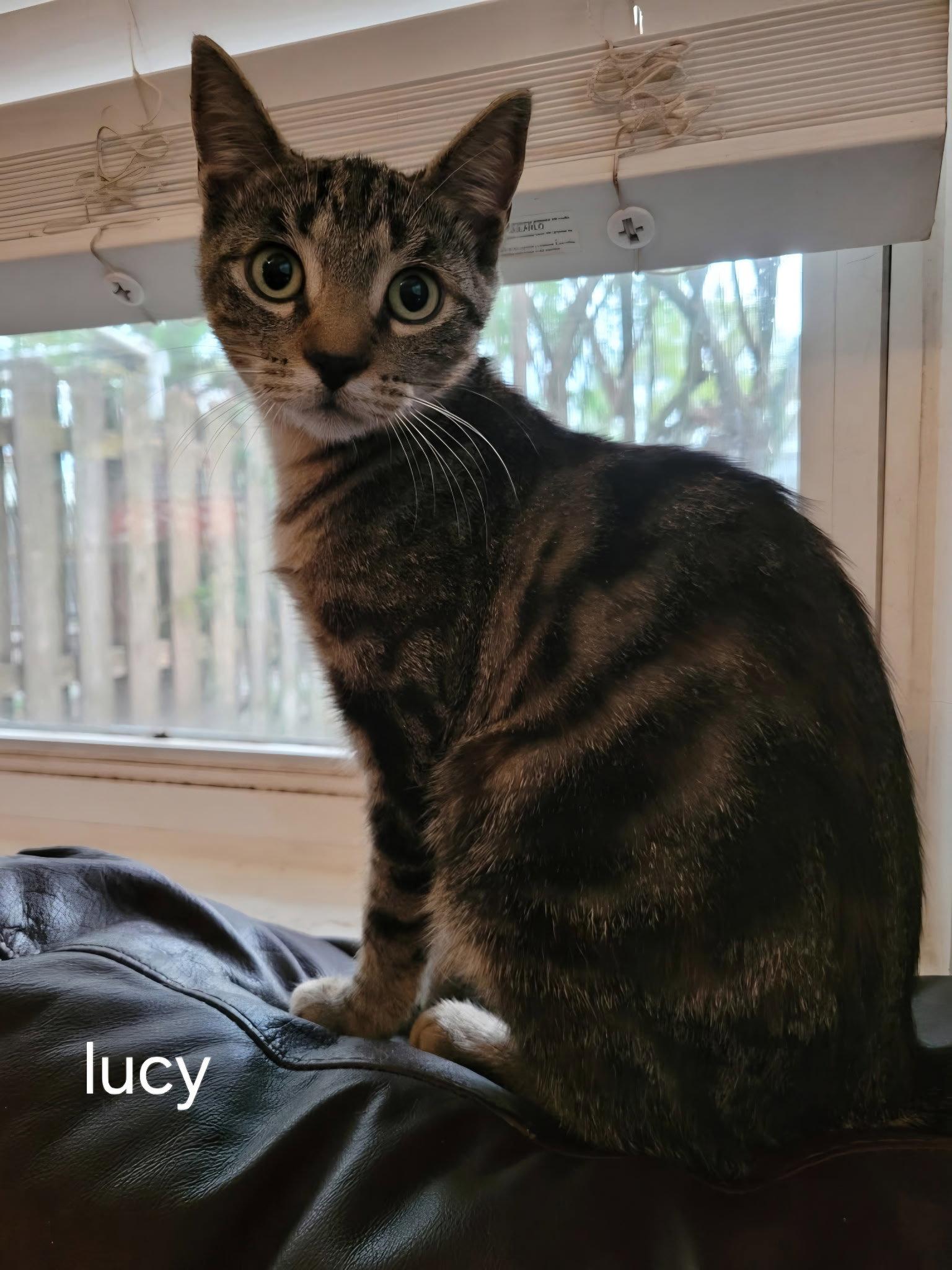 Lucy, a Adopted Domestic Short Hair in Oviedo, FL image 2/3