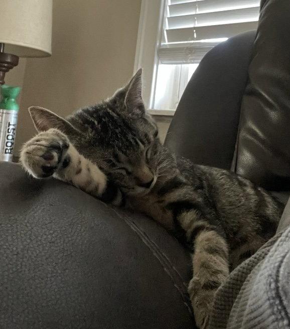 Lucy, a Adopted Domestic Short Hair in Oviedo, FL image 3/3