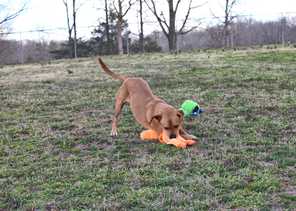 Oscar, a Adoptable mixed breed in Savannah, TN image 2/6