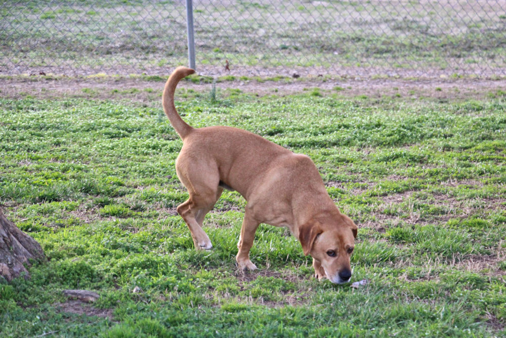 Oscar, a Adoptable mixed breed in Savannah, TN image 3/6