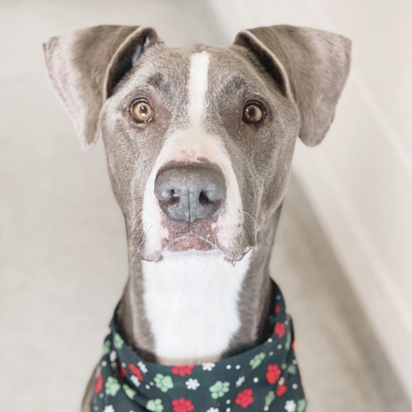 Enlarge VIOLET, a Adoptable mixed breed in Loveland, CO image 1/1