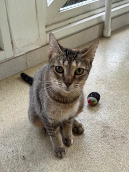 Buttercup, Adoptable, Adult Female Domestic Short Hair & Domestic Short Hair.
