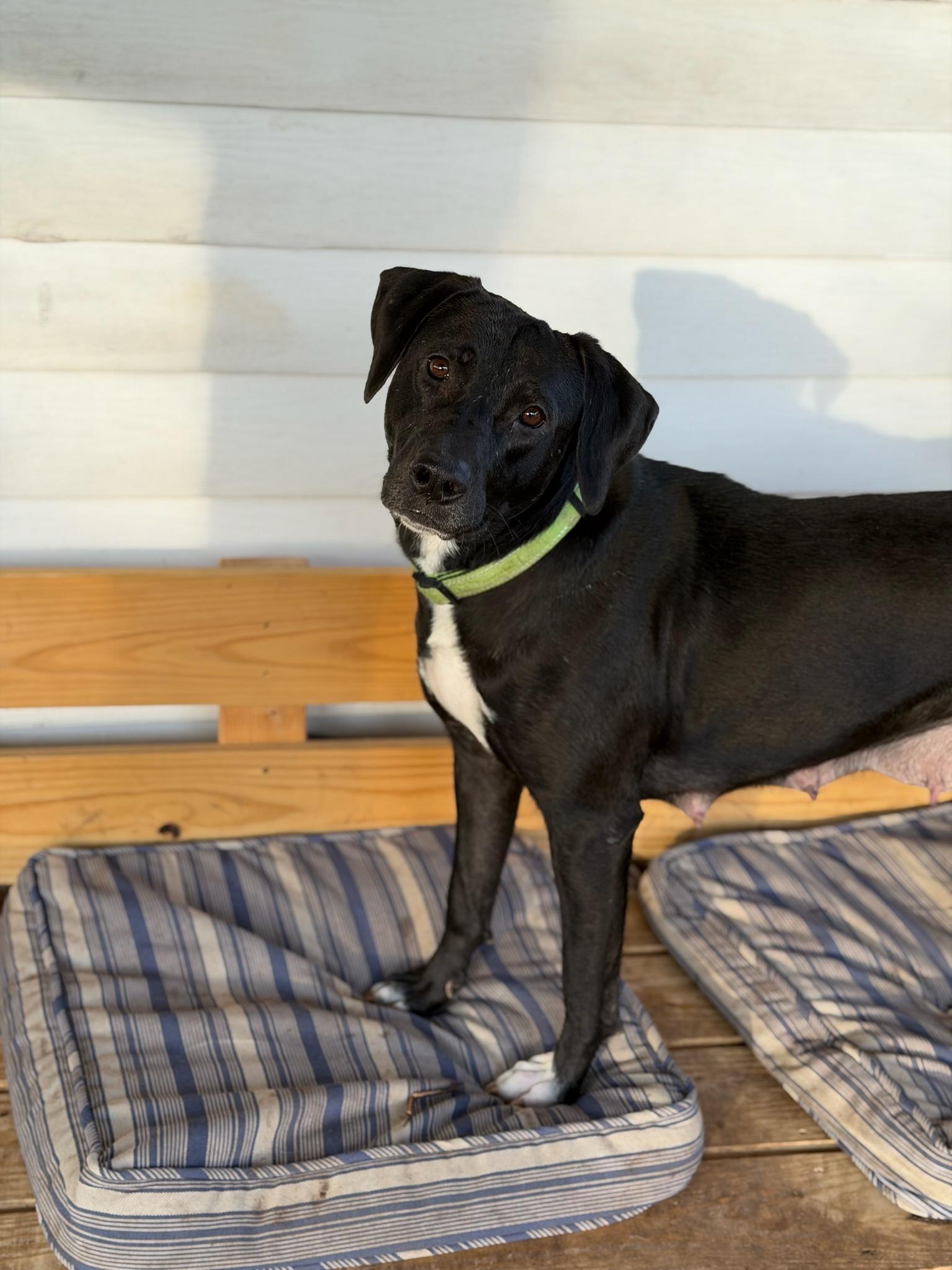 Enlarge Gloria, a Adoptable Labrador Retriever in Wakefield, RI image 2/3