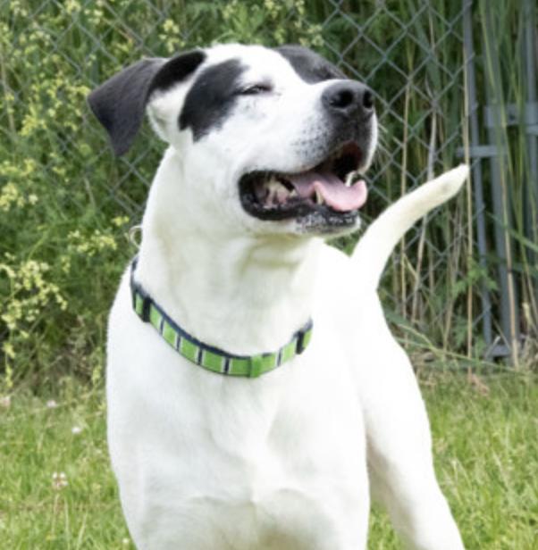 Enlarge Panda, a Adoptable mixed breed in Potsdam, NY image 1/2