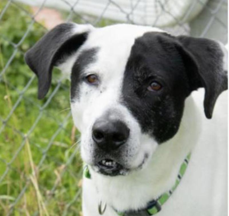 Enlarge Panda, a Adoptable mixed breed in Potsdam, NY image 2/2