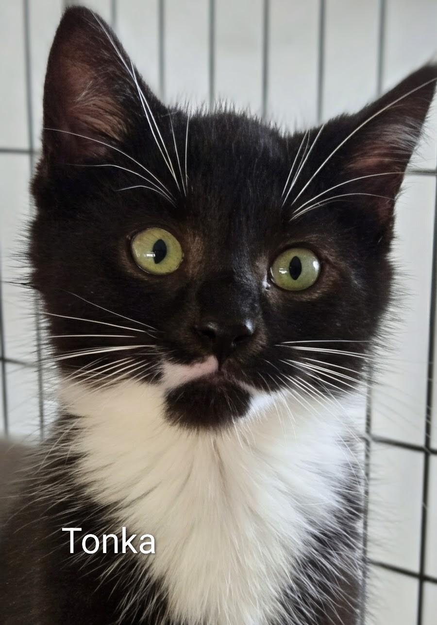 Tonka, ADOPTABLE, Kitten Male Domestic Short Hair.