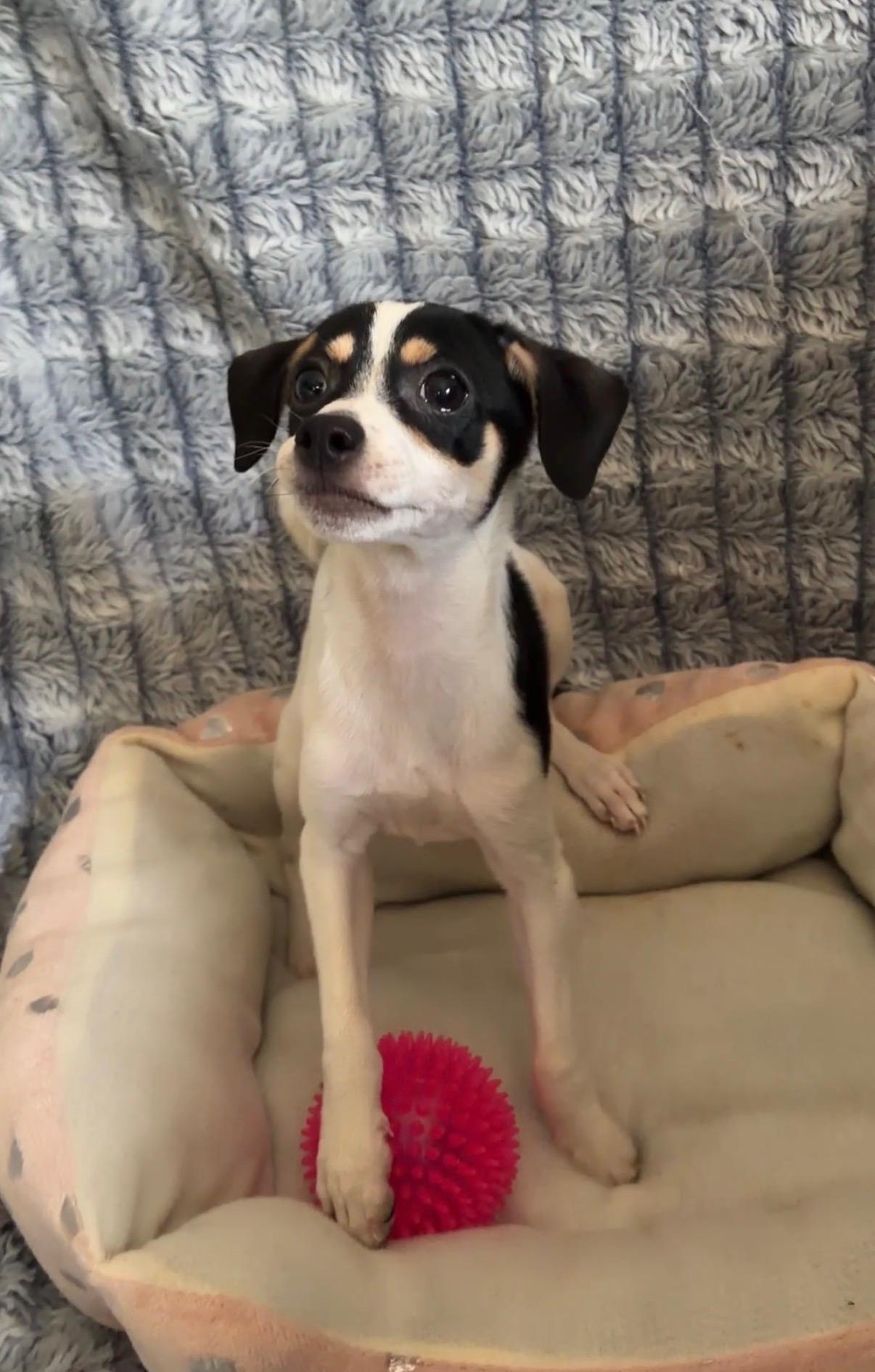 Enlarge Phoebe, a Adoptable mixed breed in Lindenhurst, NY image 1/1