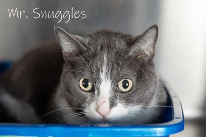 Mr Snuggles *** at PETCO***, Adoptable, Adult Male Domestic Short Hair & Domestic Short Hair.