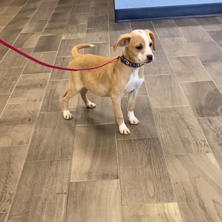 Luna, ADOPTABLE, Puppy Female Terrier.