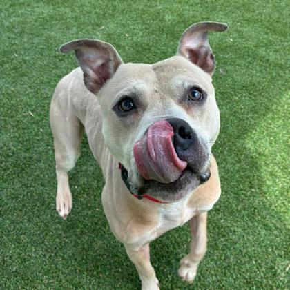 Otto, Adoptable, Adult Male Terrier & Mixed Breed.