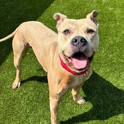 Enlarge Otto, a Adoptable mixed breed in Gastonia, NC image 2/3