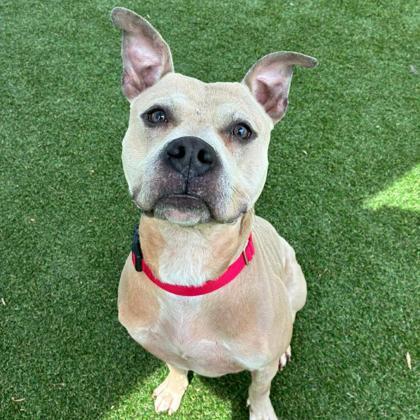 Enlarge Otto, a Adoptable mixed breed in Gastonia, NC image 3/3