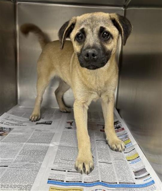 JERRY, Adoptable, Puppy Male Pug & Mixed Breed.