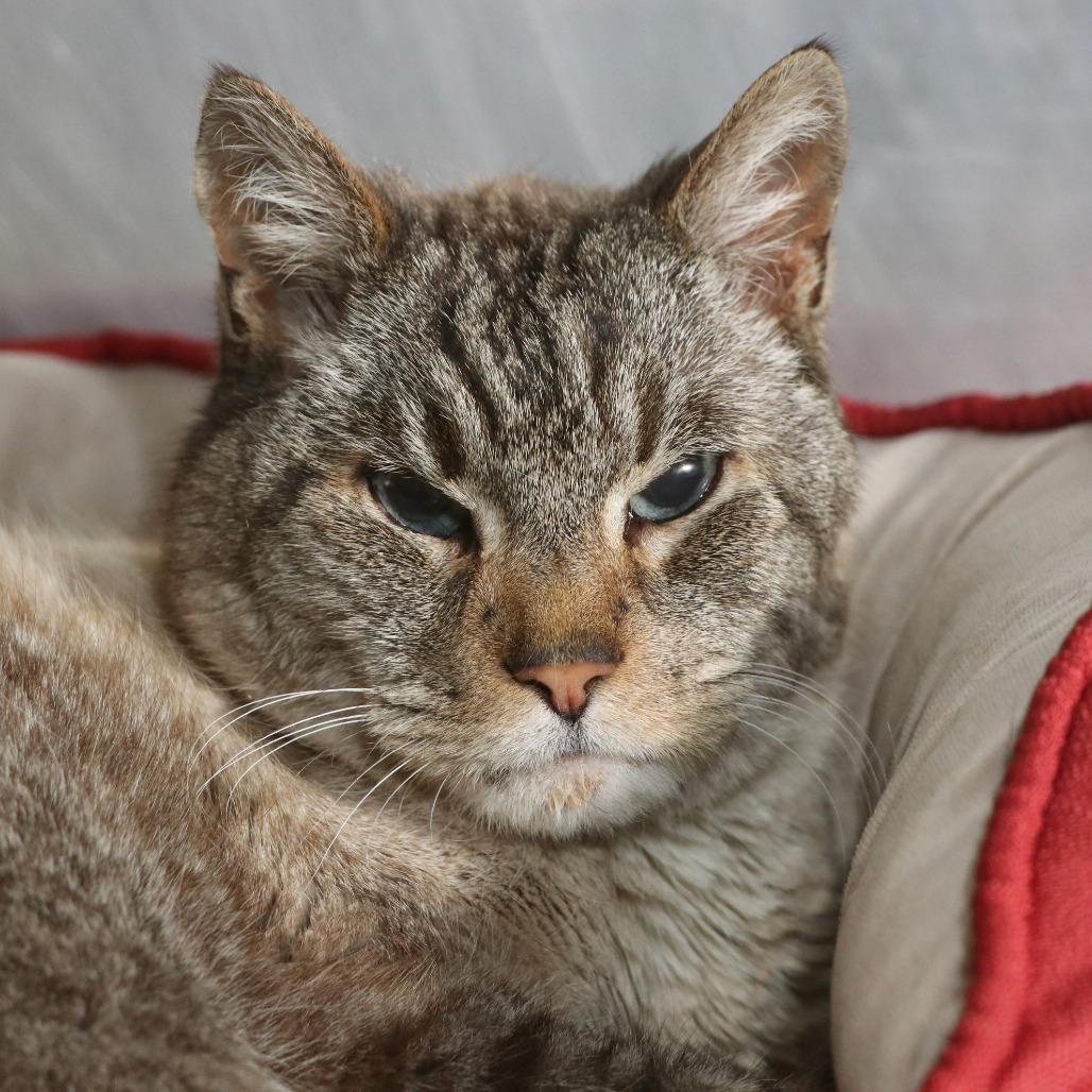Enlarge Chairman Meow, a Adoptable Domestic Short Hair in Allentown, PA image 1/4