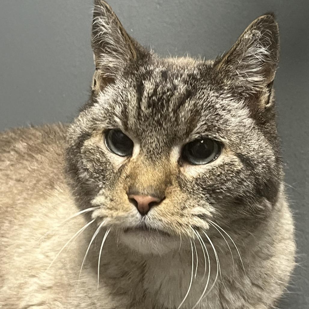Enlarge Chairman Meow, a Adoptable Domestic Short Hair in Allentown, PA image 2/4