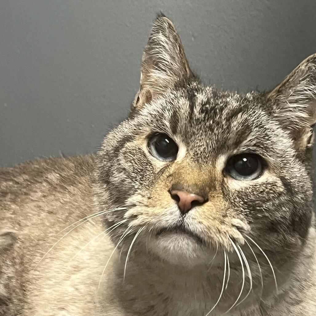 Enlarge Chairman Meow, a Adoptable Domestic Short Hair in Allentown, PA image 3/4