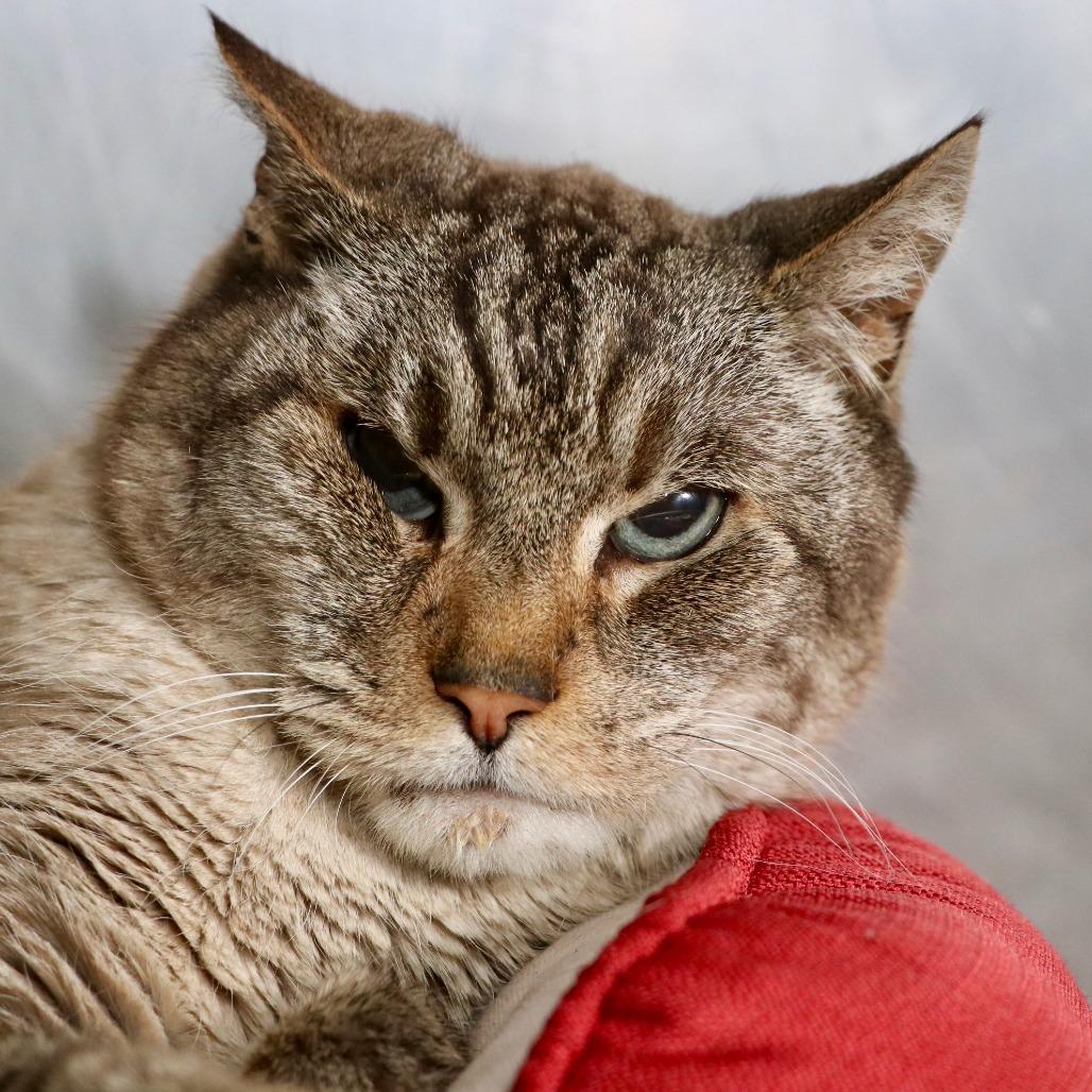 Enlarge Chairman Meow, a Adoptable Domestic Short Hair in Allentown, PA image 4/4