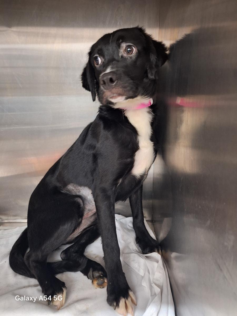 Enlarge Sydnie, an adoptable mixed breed in Parma, OH image 1/3