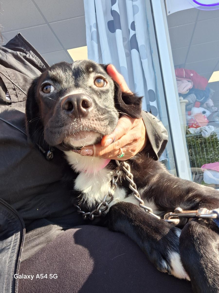 Enlarge Sydnie, an adoptable mixed breed in Parma, OH image 2/3