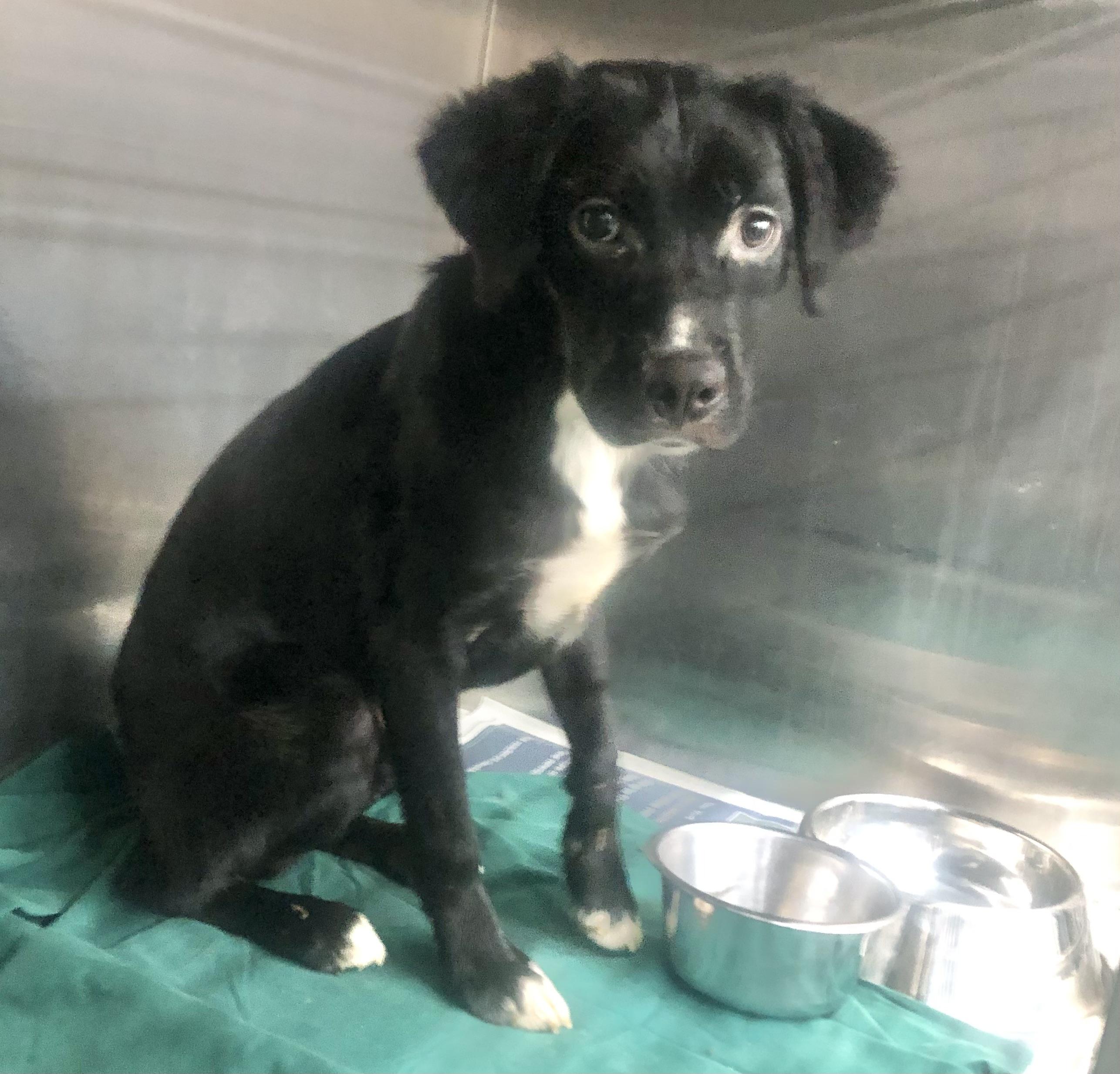 Enlarge Sydnie, an adoptable mixed breed in Parma, OH image 3/3