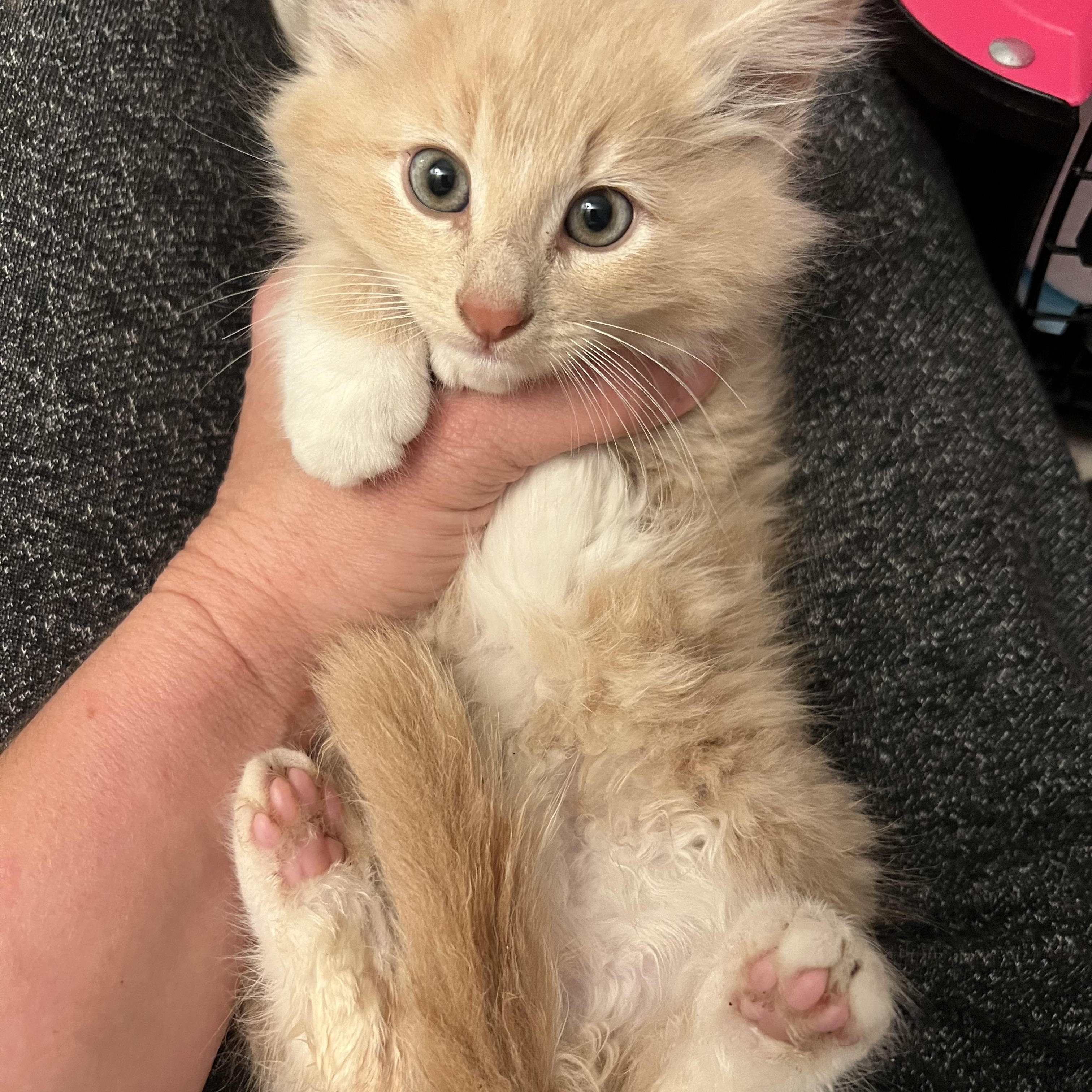 Enlarge SGV Fluff Tan White, a Adopted Domestic Long Hair in Glendora, CA image 2/4