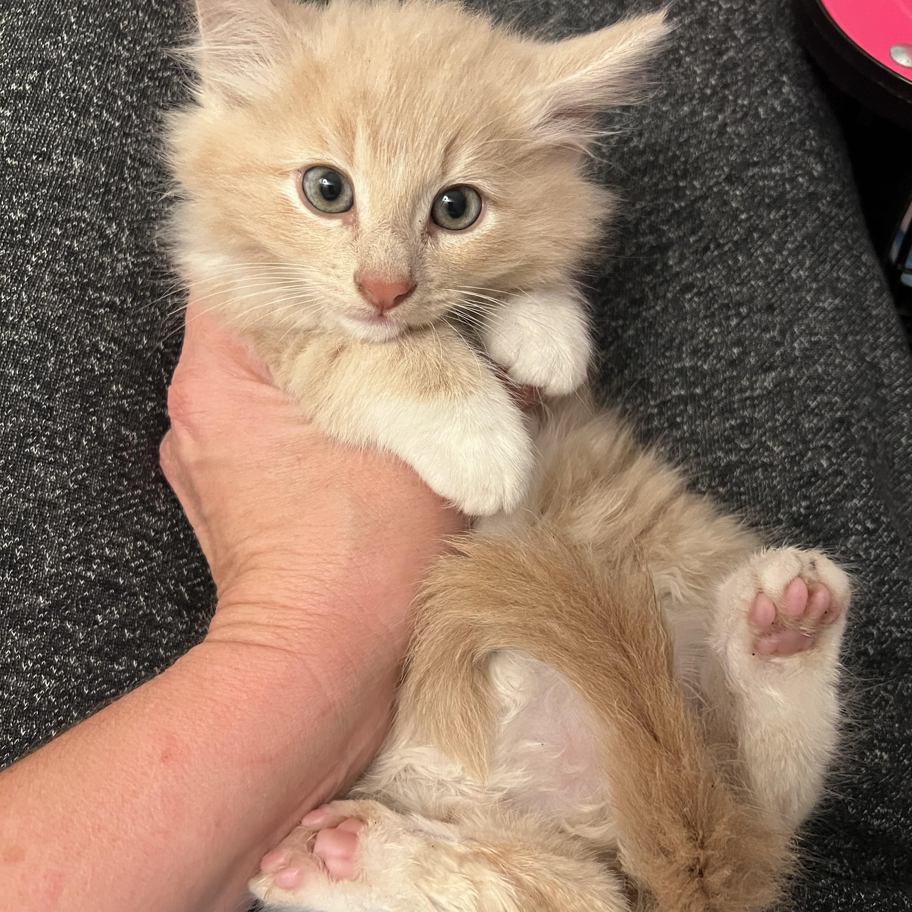 Enlarge SGV Fluff Tan White, a Adopted Domestic Long Hair in Glendora, CA image 3/4
