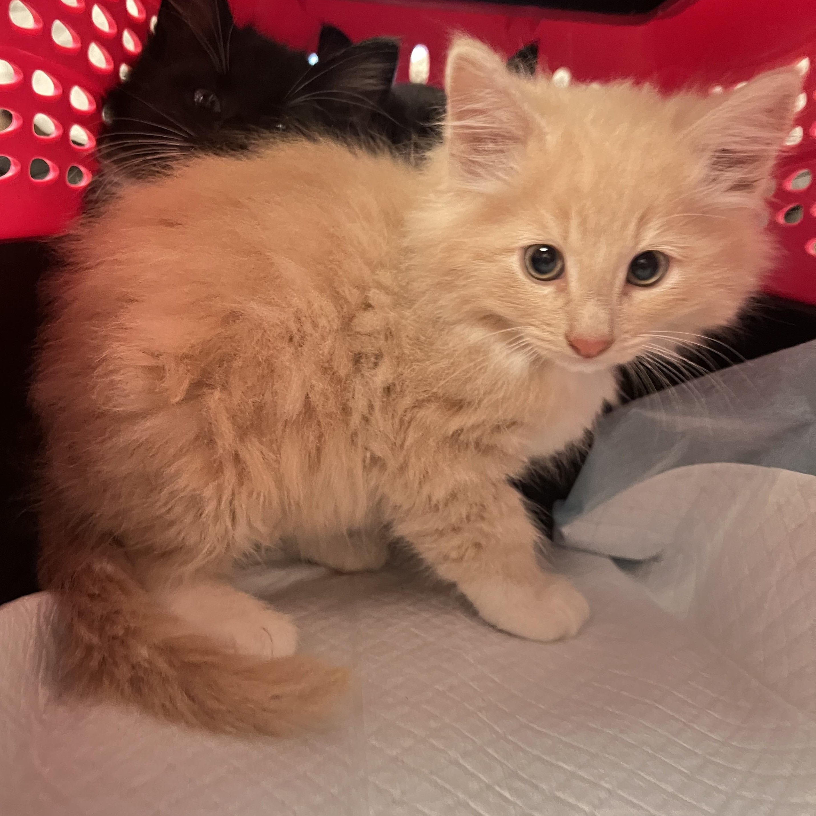 Enlarge SGV Fluff Tan White, a Adopted Domestic Long Hair in Glendora, CA image 4/4