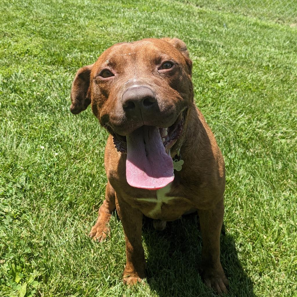 Thanos, Adoptable, Adult Male Mixed Breed.