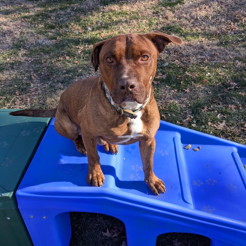 Enlarge Thanos, a Adoptable Mixed Breed in Warrensburg, MO image 6/6